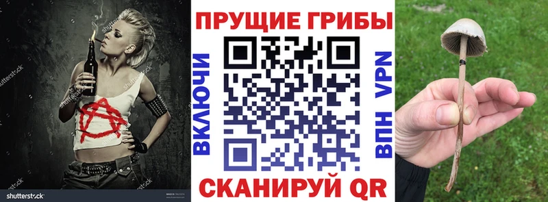 где купить наркоту  Гусь-Хрустальный  Псилоцибиновые грибы мицелий 